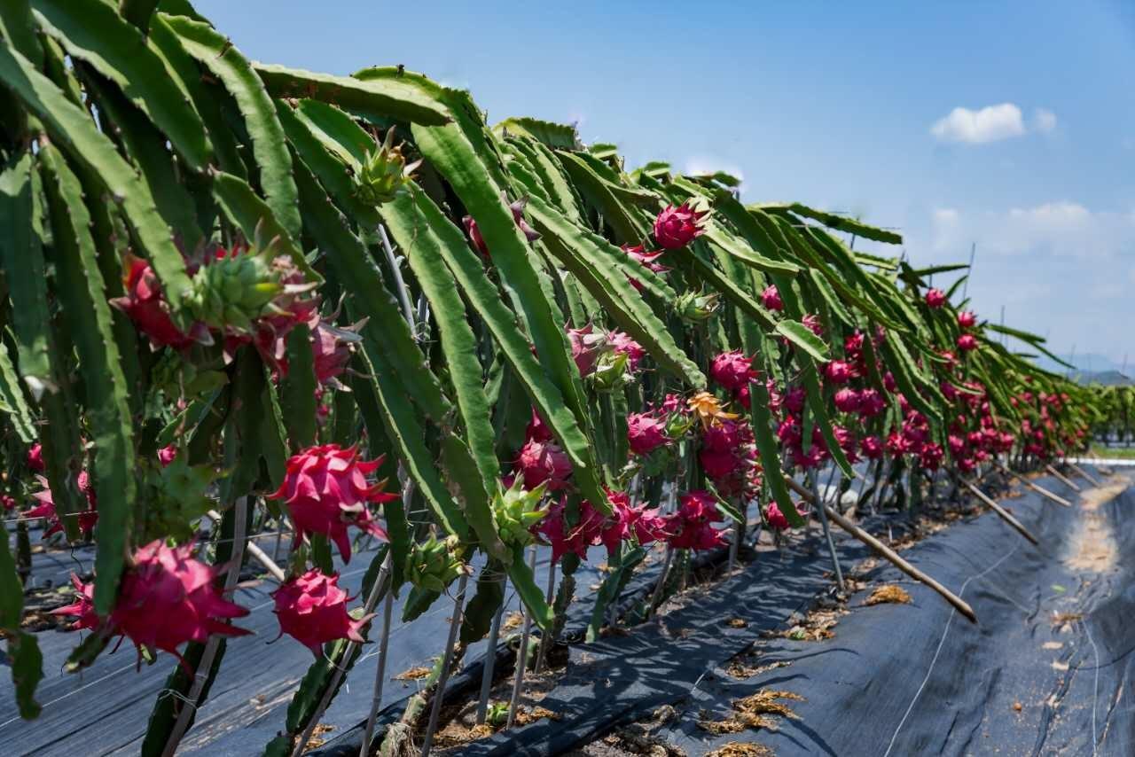 北方可以種植火龍果嗎？怎么施肥產(chǎn)量高？